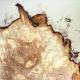 16.mio sebo-my sebum