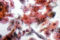 Mia epidermide palatale, my palatal epidermis, mon èpiderme palatal, meine Gaumenhaut