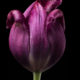 A0000326 copia