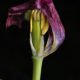 A_00333 copia