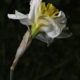 A_00725 copia