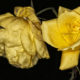 IMG_4550 copia