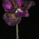 IMG_655_capture one