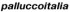 pallucco_logo